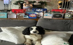 Cocker Spaniel dogs for sale: KC health tested cocker spaniel puppies  - Image 9