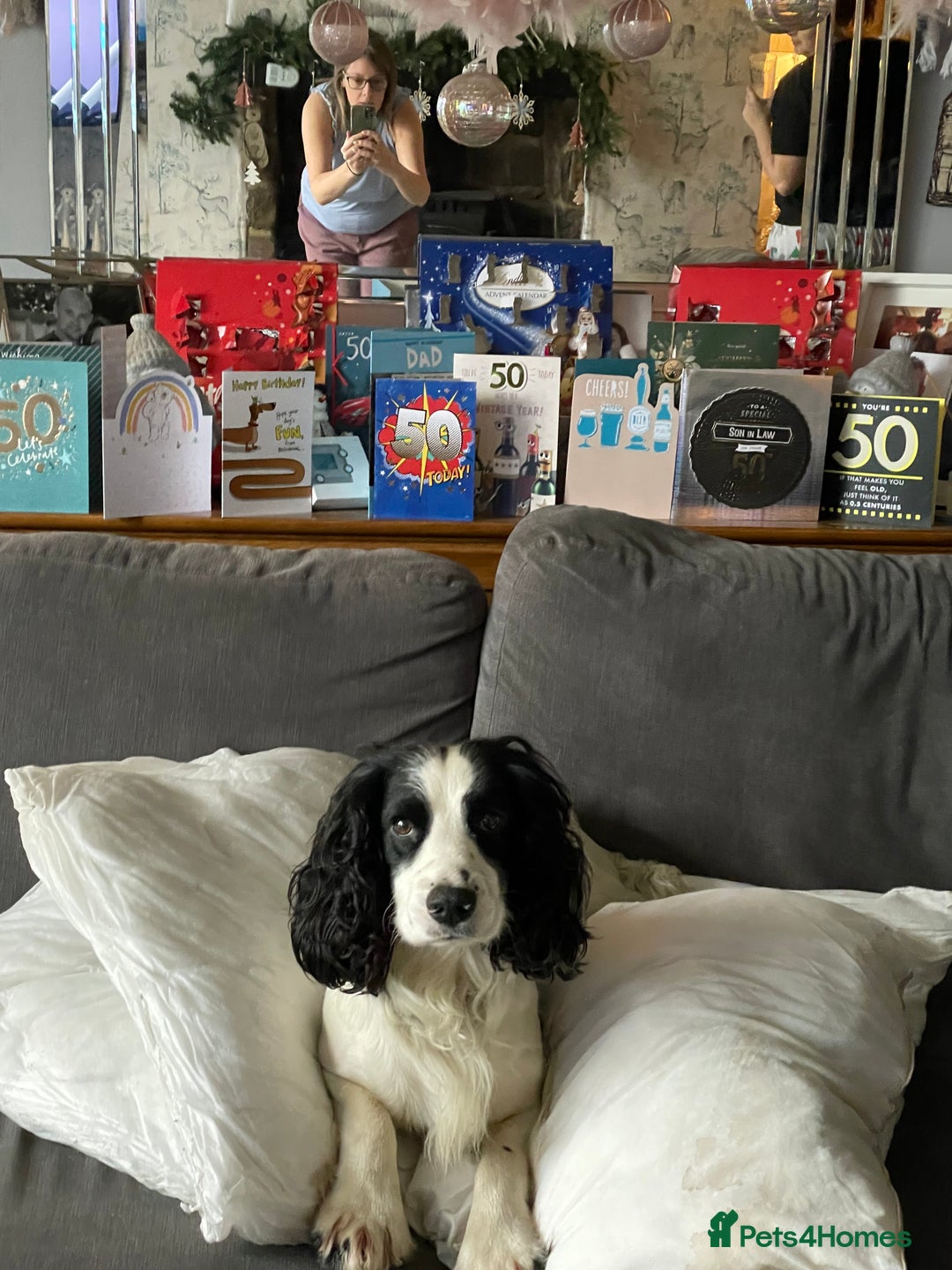 Cocker Spaniel dogs for sale: KC health tested cocker spaniel puppies  - Image 9