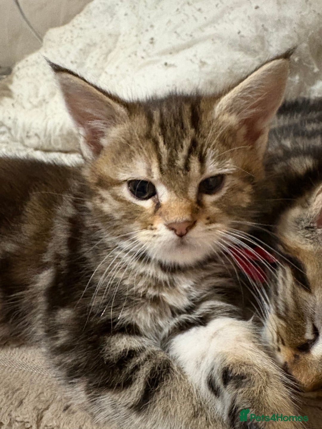 Maine Coon cats for sale: Maine Coon Kittens — Fluffy, Friendly - Advert 18