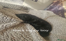 Cockapoo dogs for sale: 4 outstanding cockerpoos  - Image 35