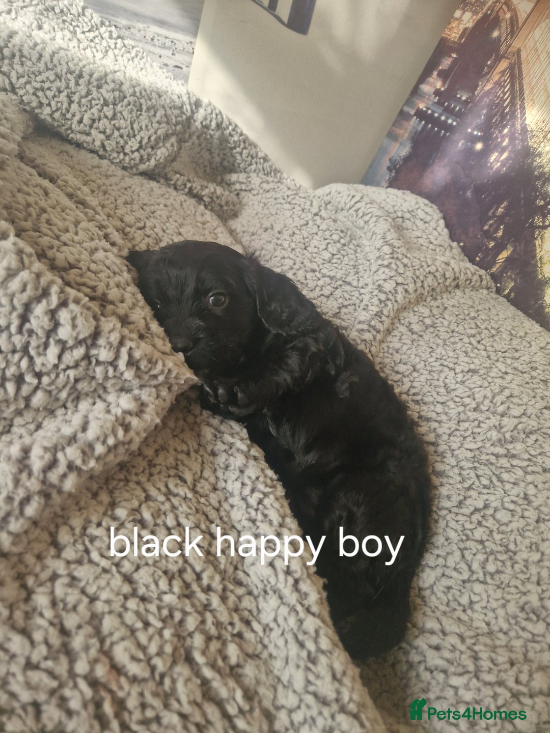 Cockapoo dogs for sale: 4 outstanding cockerpoos  - Image 35