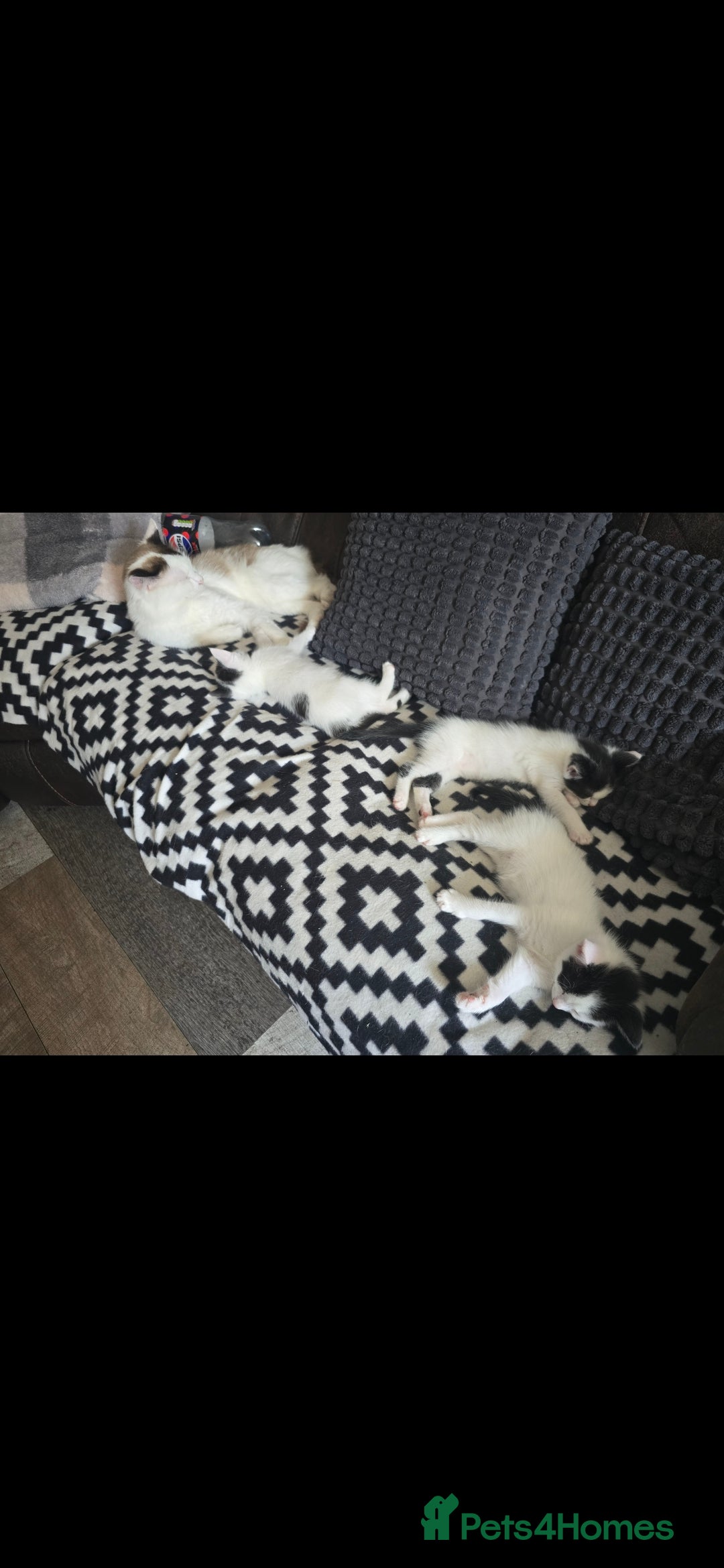 Mixed Breed cats for sale: Domestic short hair x Ragdoll - Image 9
