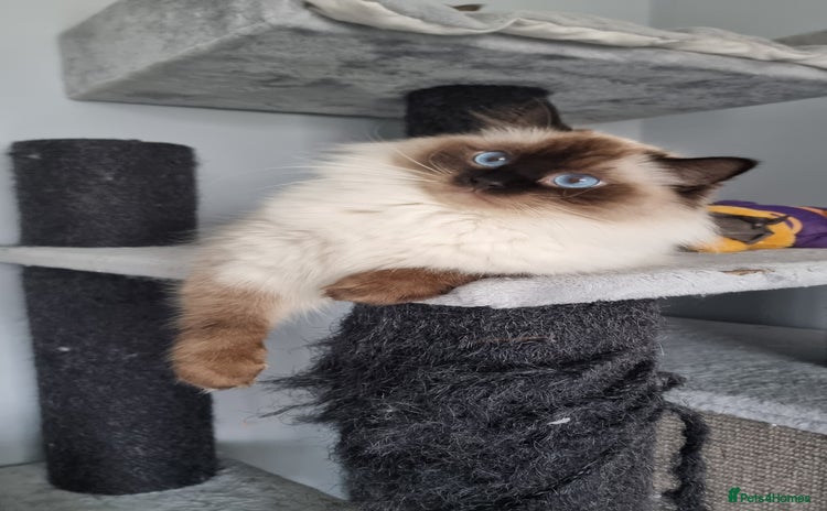 Ragdoll cats - Advert 1