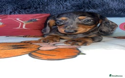 Doxiepoo dogs for sale: House trained READY NOW FOR THERE FOREVER HOMES ❤️ - Image 25