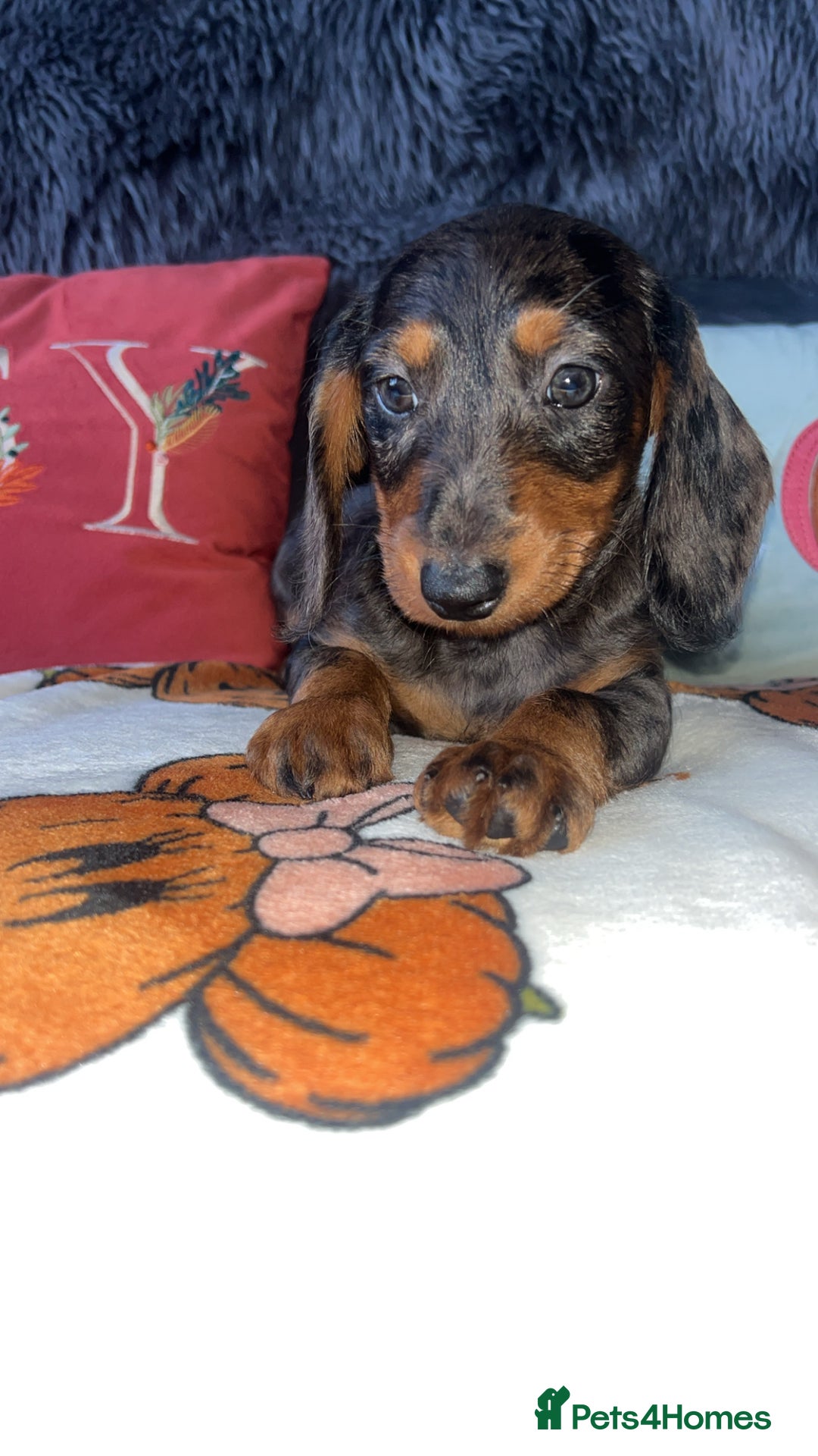 Doxiepoo dogs for sale: House trained READY NOW FOR THERE FOREVER HOMES ❤️ - Image 25