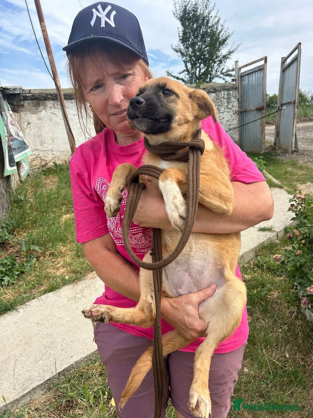 Mixed Breed dogs for adoption: Lindsay - Norwich Norfolk  - Image 2