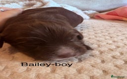 Cockapoo dogs for sale: Stunning,family raised cockapoos - Image 11