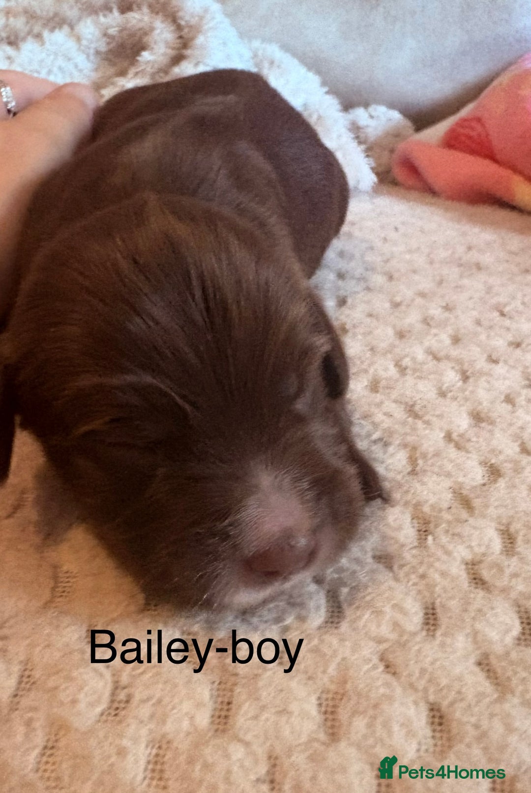 Cockapoo dogs for sale: Stunning,family raised cockapoos - Image 11