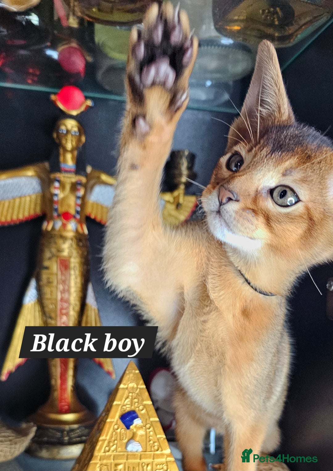 Abyssinian cats for sale: 4 Abyssinian kittens for sale - Advert 29