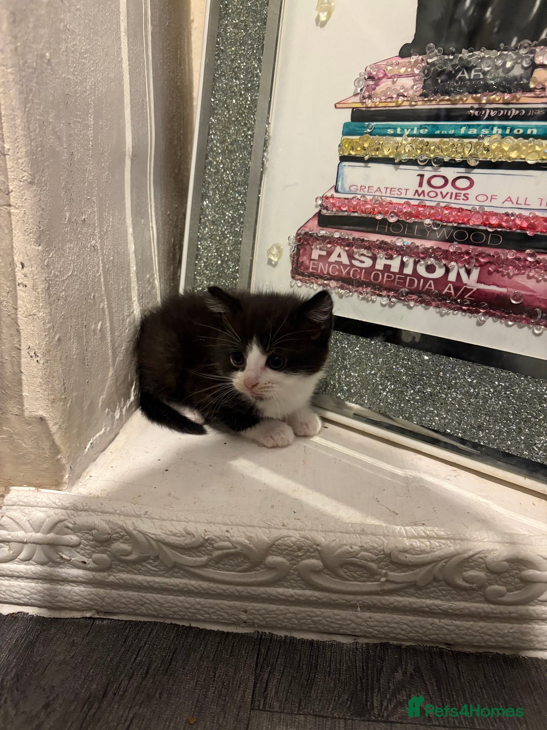 British Longhair cats for sale: british shorthair and longhair kittens for sale  - Advert 4