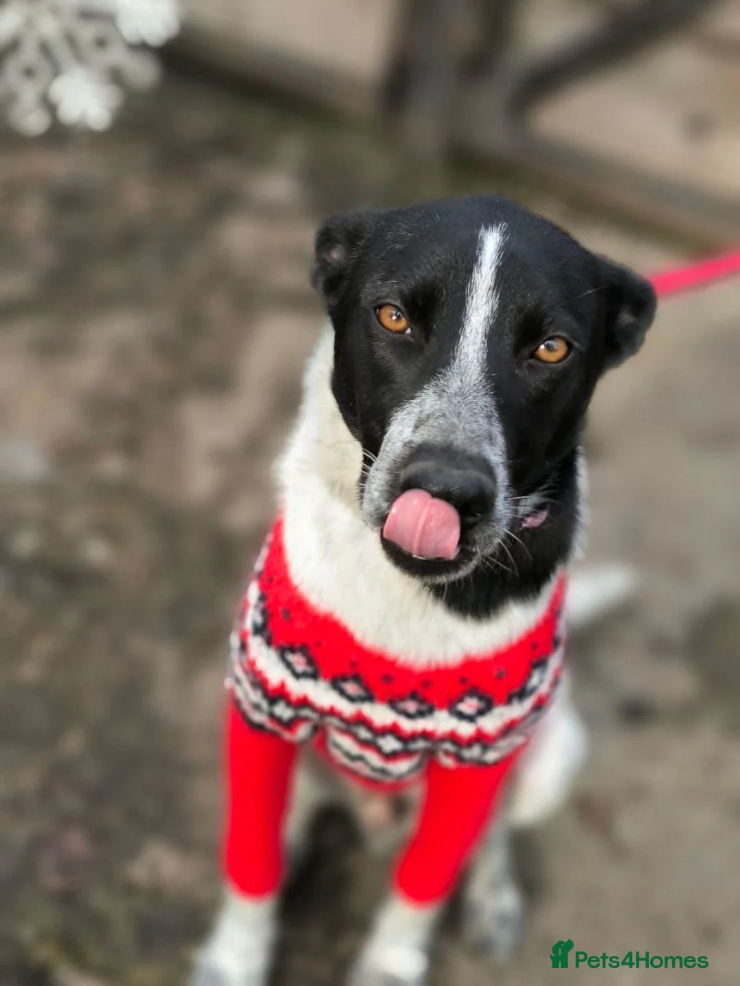 Mixed Breed dogs for adoption: 💙🐶 LEVKO – THE DOG WHO HAS ALL HOME PET HABITS in Burton-on-Trent - Advert 29