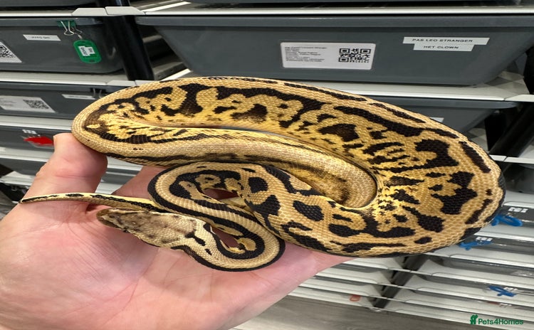 Python Snake reptiles in Peterborough - Advert 13