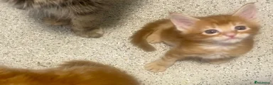 Maine Coon 1