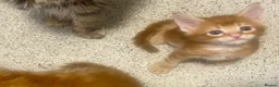 Maine Coon cats for sale: Maine Coon kittens  - Advert 4