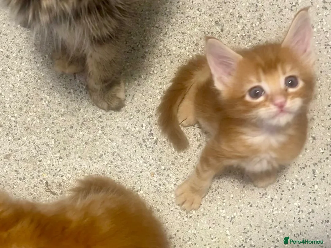 Maine Coon cats for sale: Maine Coon kittens  - Advert 13