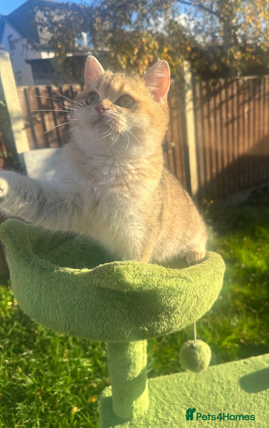 British Shorthair cats for sale: Last handsome golden boy left😻🌼🌺 - Advert 6