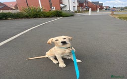 Labrador Retriever dogs for sale: 5 Month old Labrador  Retriever for Sale  - Image 4