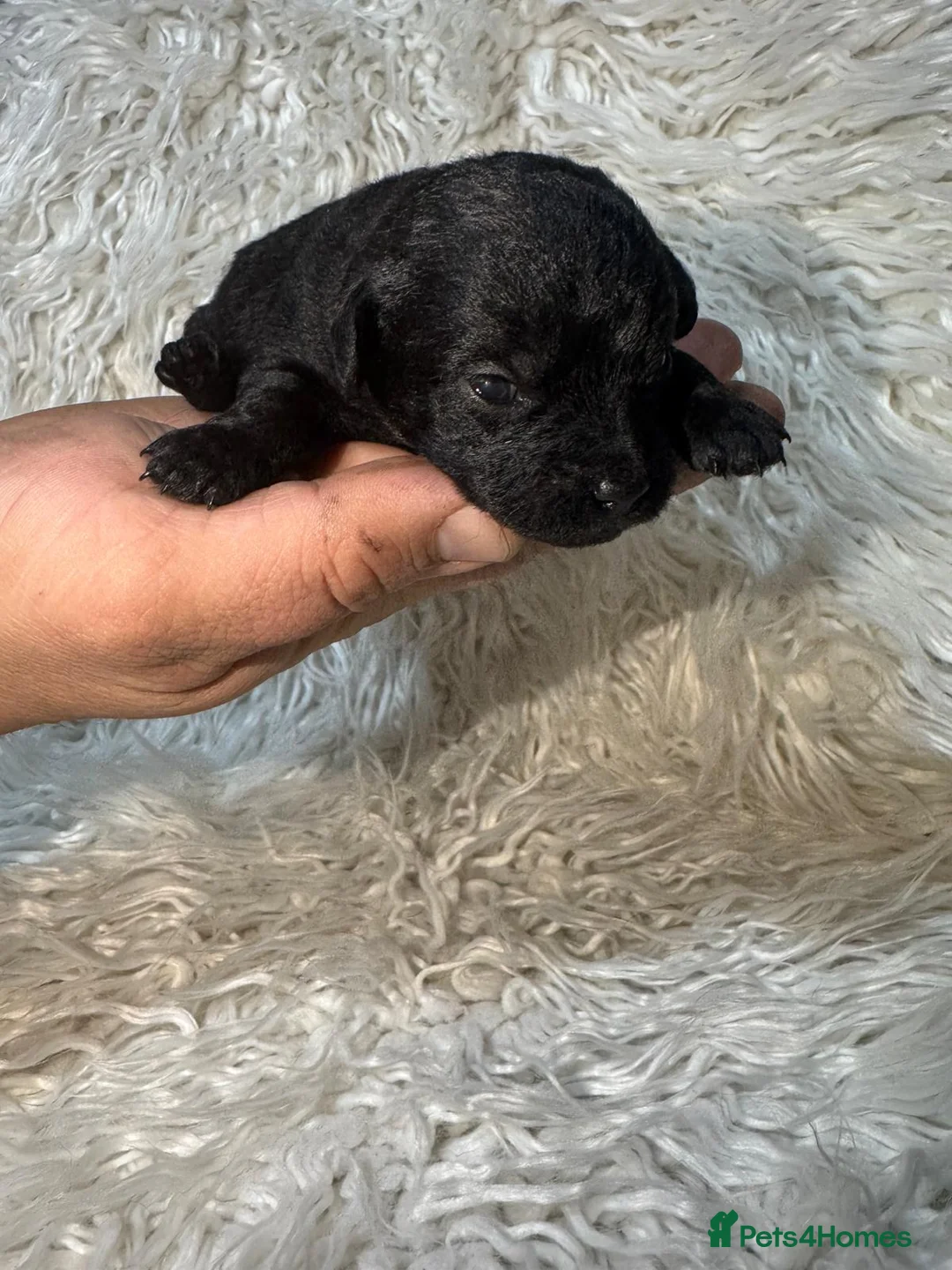 Shihpoo dogs for sale: 9 beautiful shihpoo puppies 🐶  - Advert 4