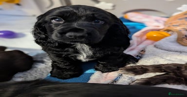 Cocker Spaniel dogs - Advert 1