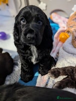 Cocker Spaniel dogs - Advert 8