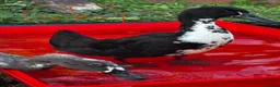 Ducks poultry for sale: Indian Runner ducks  - Advert 11