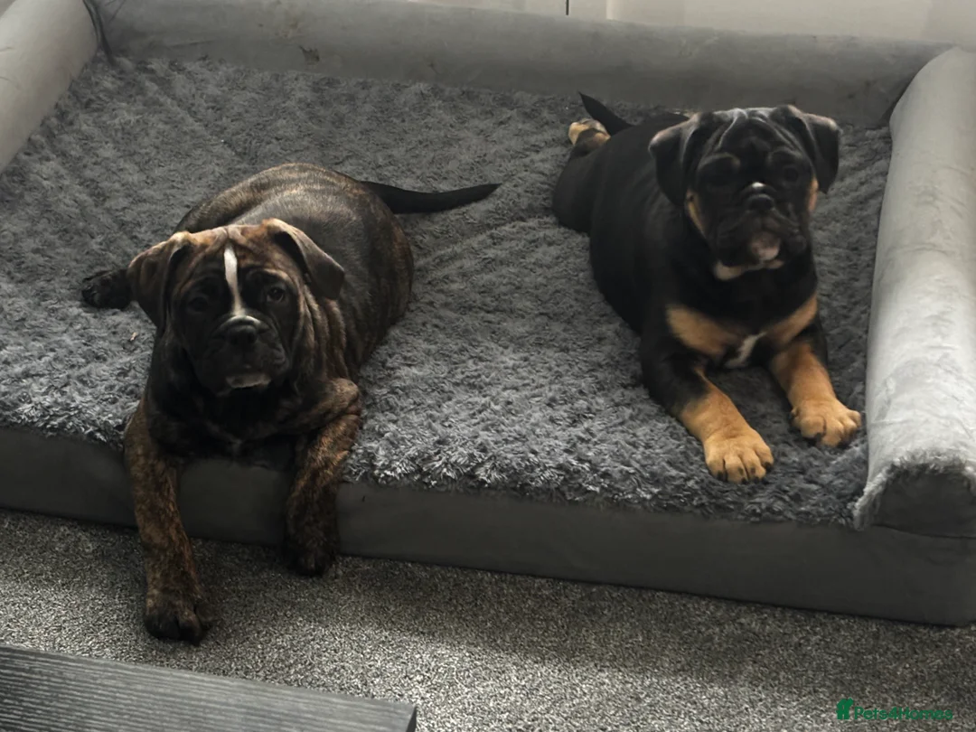 Olde English Bulldogge dogs for stud: Old English bulldog stud available  - Advert 5