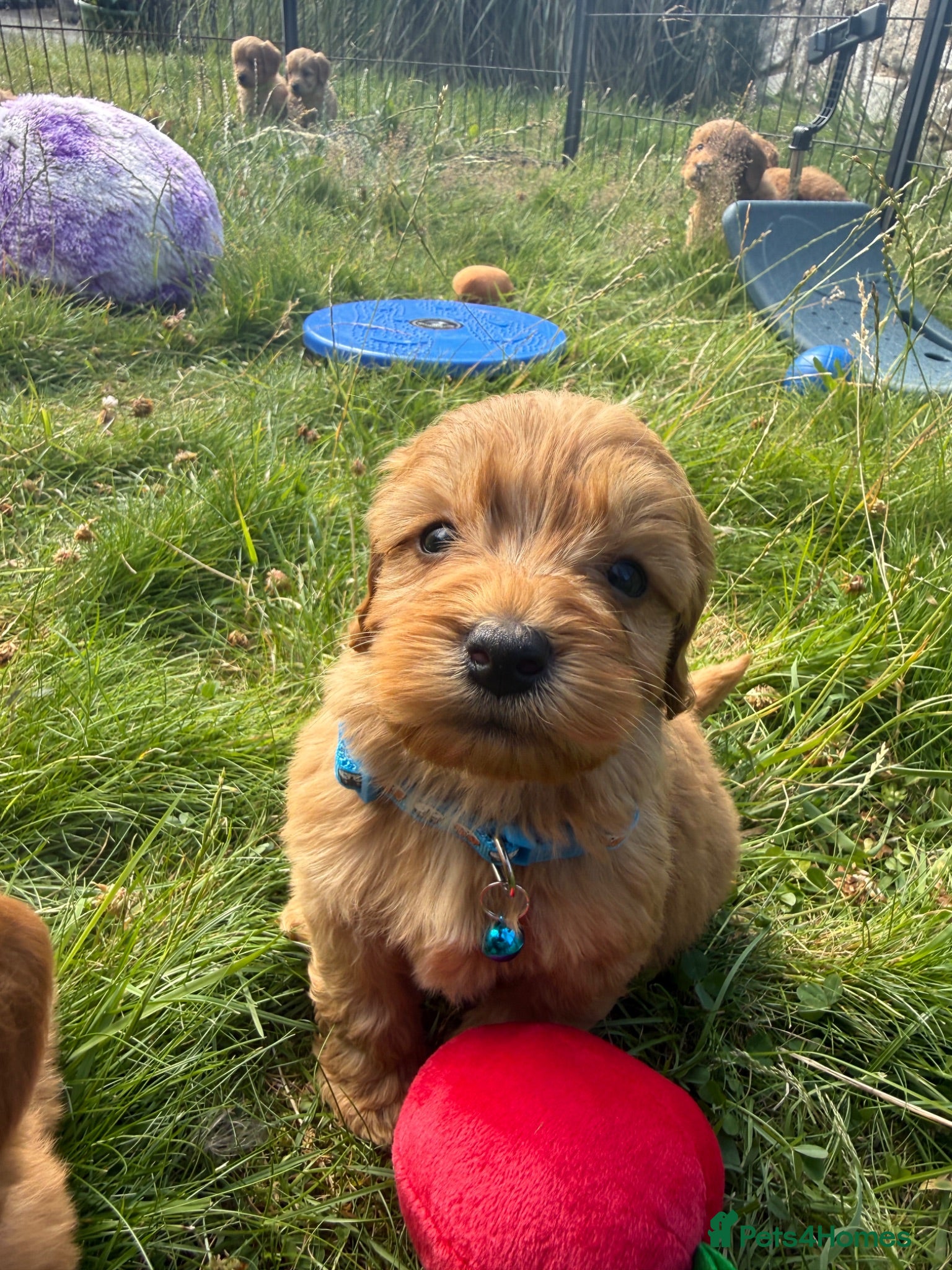 Cavapoo dogs Beautiful Red Toy Cavapoo Puppies - Advert 2