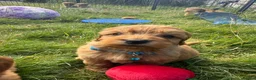 Cavapoo dogs for sale: Beautiful Red Toy Cavapoo Puppies - Advert 5
