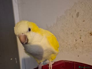 Parakeets birds Lutino quaker with fullsetup - Advert 1