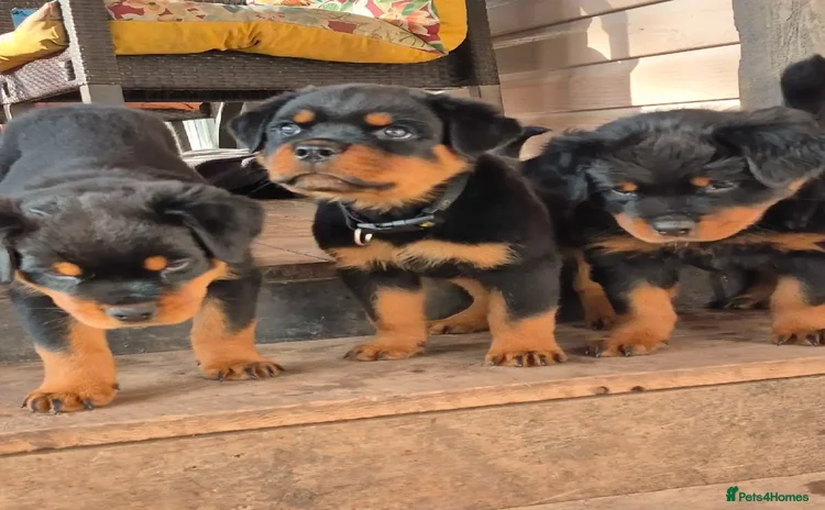Rottweiler dogs - Advert 1