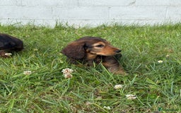 Dachshund dogs for sale: Black and Tan Dog - KC Registered Long-Haired Dachshund Puppies - Image 15