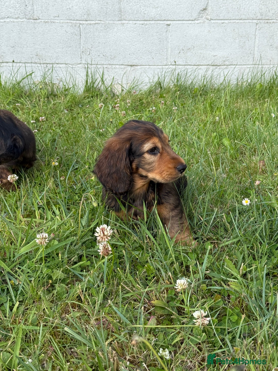 Dachshund dogs for sale: Black and Tan Dog - KC Registered Long-Haired Dachshund Puppies - Image 15