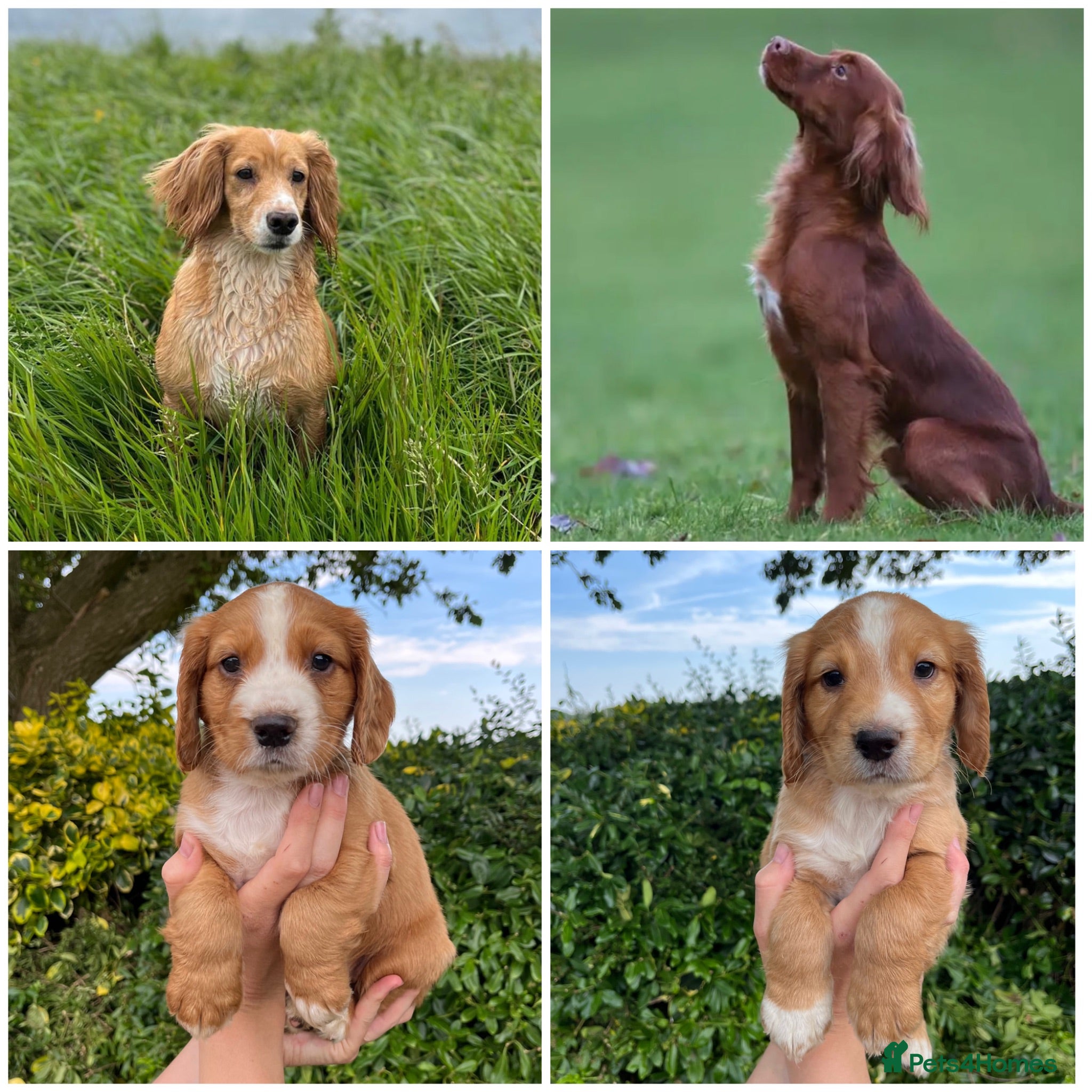 Cocker Spaniel dogs OFTW Kc working cocker spaniel pups  - Advert 1