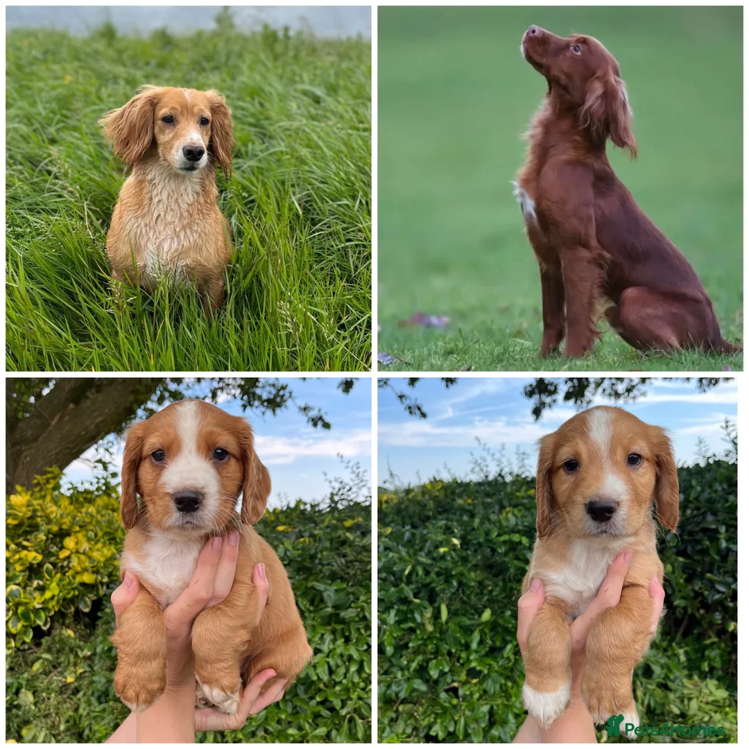 Cocker Spaniel dogs for sale: OFTW Kc working cocker spaniel pups  - Advert 1