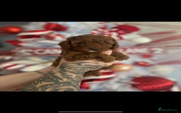 Cavapoo dogs for sale: ONE LAST LITTLE GIRL AVAILABLE  - Image 1