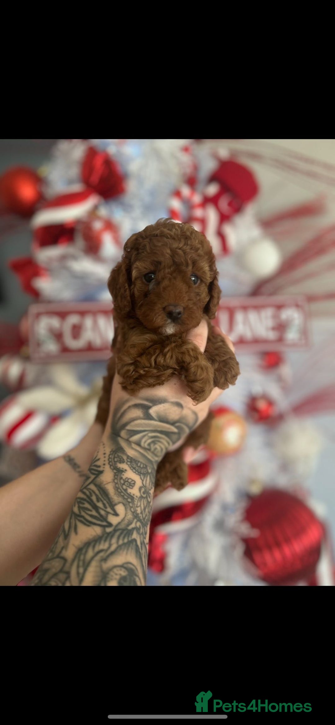 Cavapoo dogs for sale: ONE LAST LITTLE GIRL AVAILABLE  - Image 1