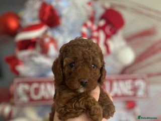 Cavapoo dogs for sale - Advert 1