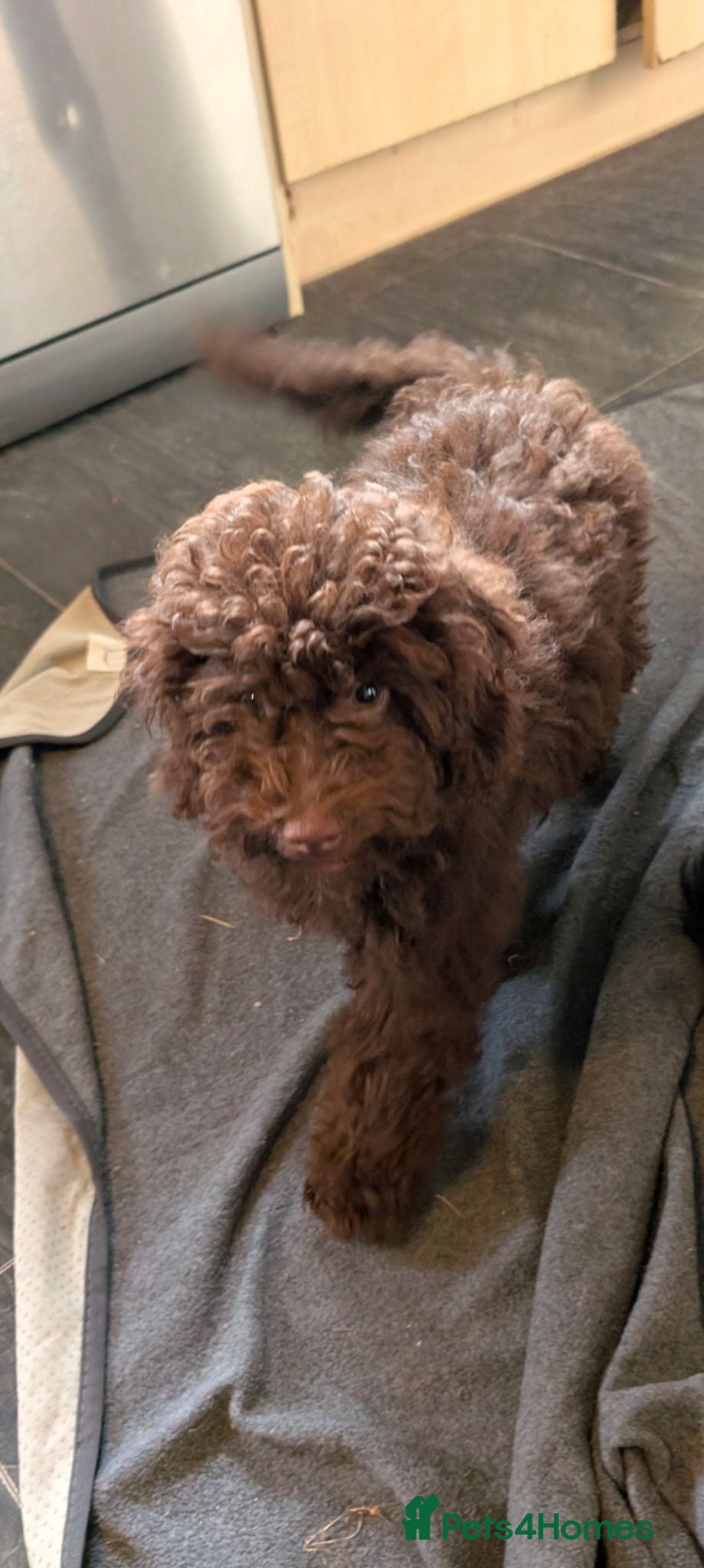 Labradoodle dogs 🐾Quality F1BB Fluffy Mini Labradoodle Pups🐾  - Advert 2