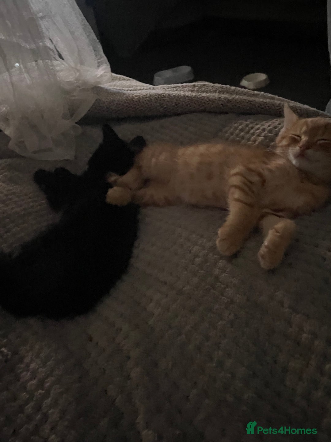 Mixed Breed cats for sale: 5 beautiful kittens ready to go! - Image 3
