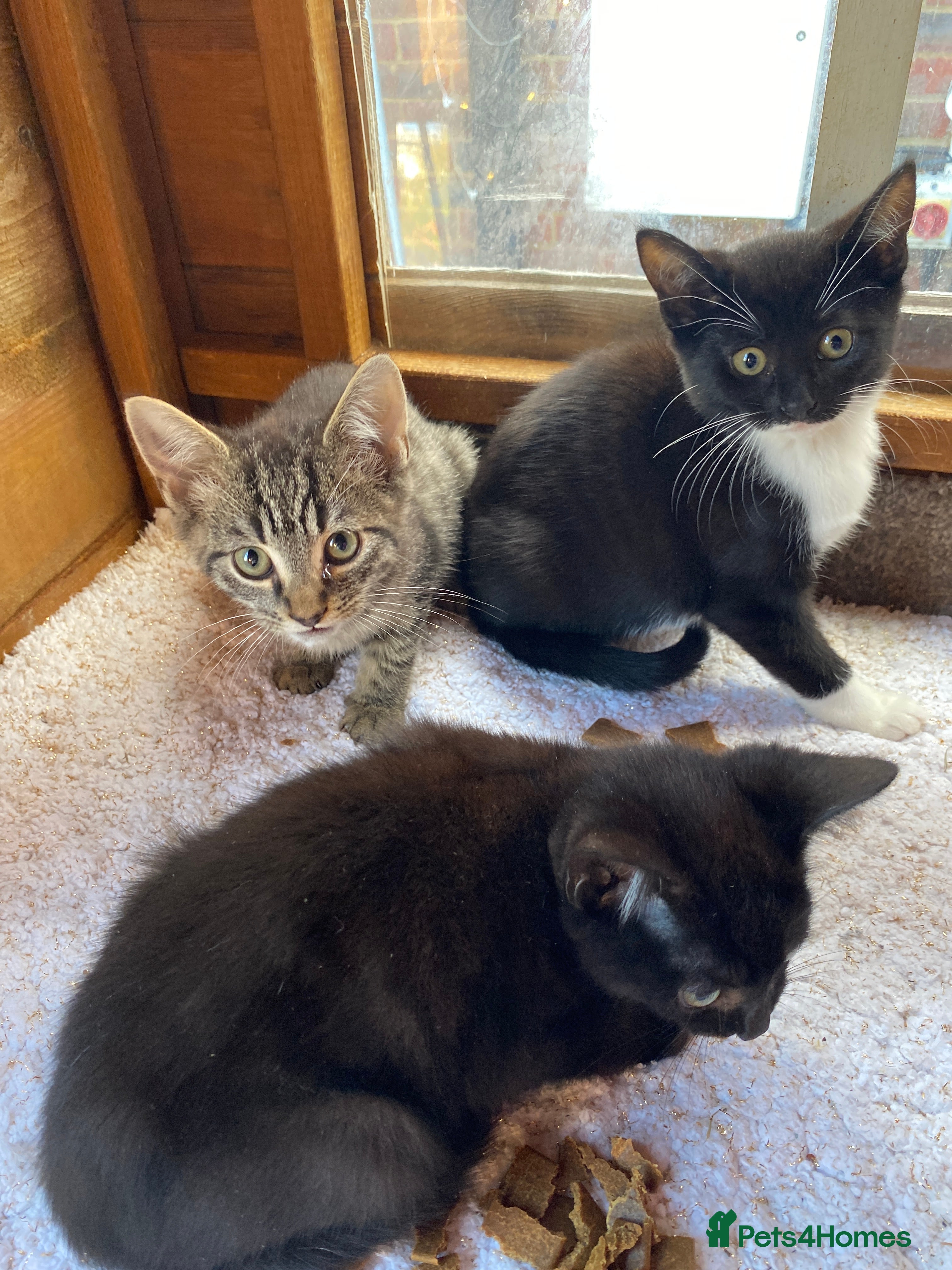 Mixed Breed cats Beautiful kittens ready now  - Advert 2
