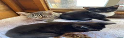 Mixed Breed cats for sale: Beautiful kittens ready now  - Advert 2