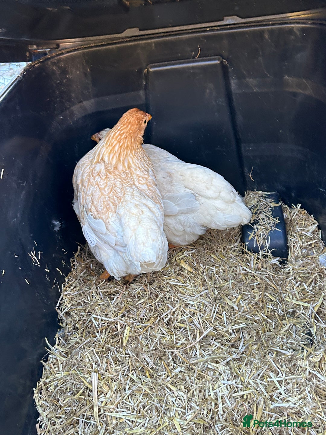 Chickens poultry for sale: 2 female bantam Wyandotte for sale - Advert 4