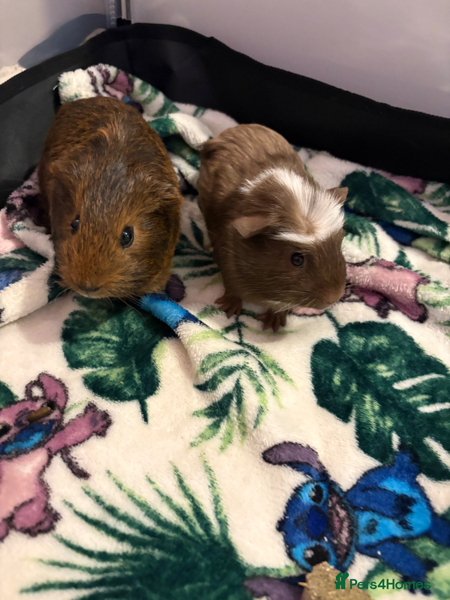 Guinea Pig rodents 2 guinea pigs for sale  - Advert 1
