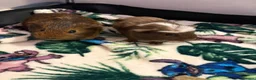 Guinea Pig rodents for sale: 2 guinea pigs for sale  in Saltcoats - Advert 1