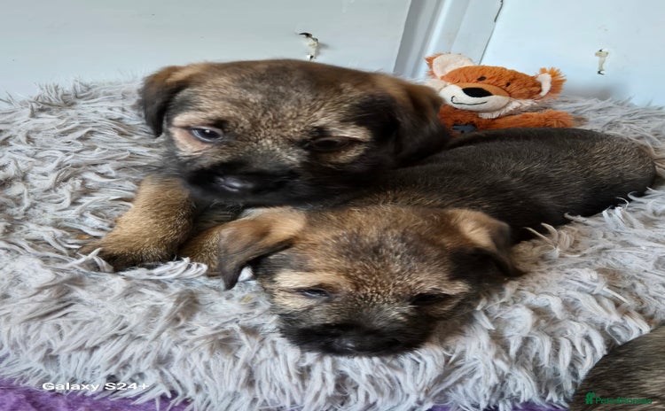 Border Terrier dogs - Advert 4