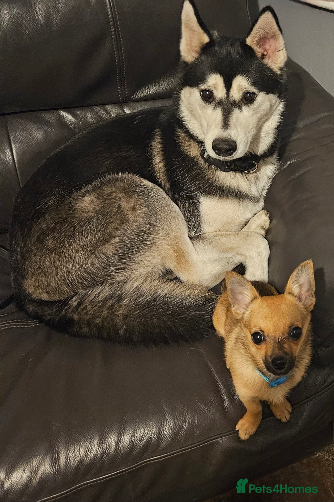 Siberian Husky dogs for sale: Siberian husky  - Advert 5