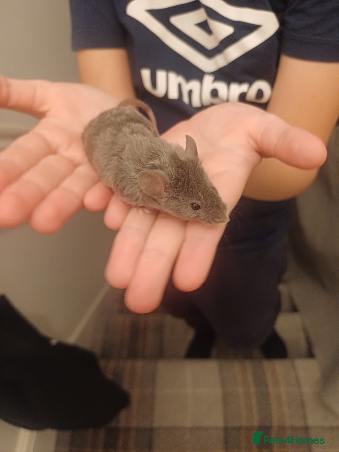 Mouse rodents for sale: Very friendly texas boys for sale - Image 3