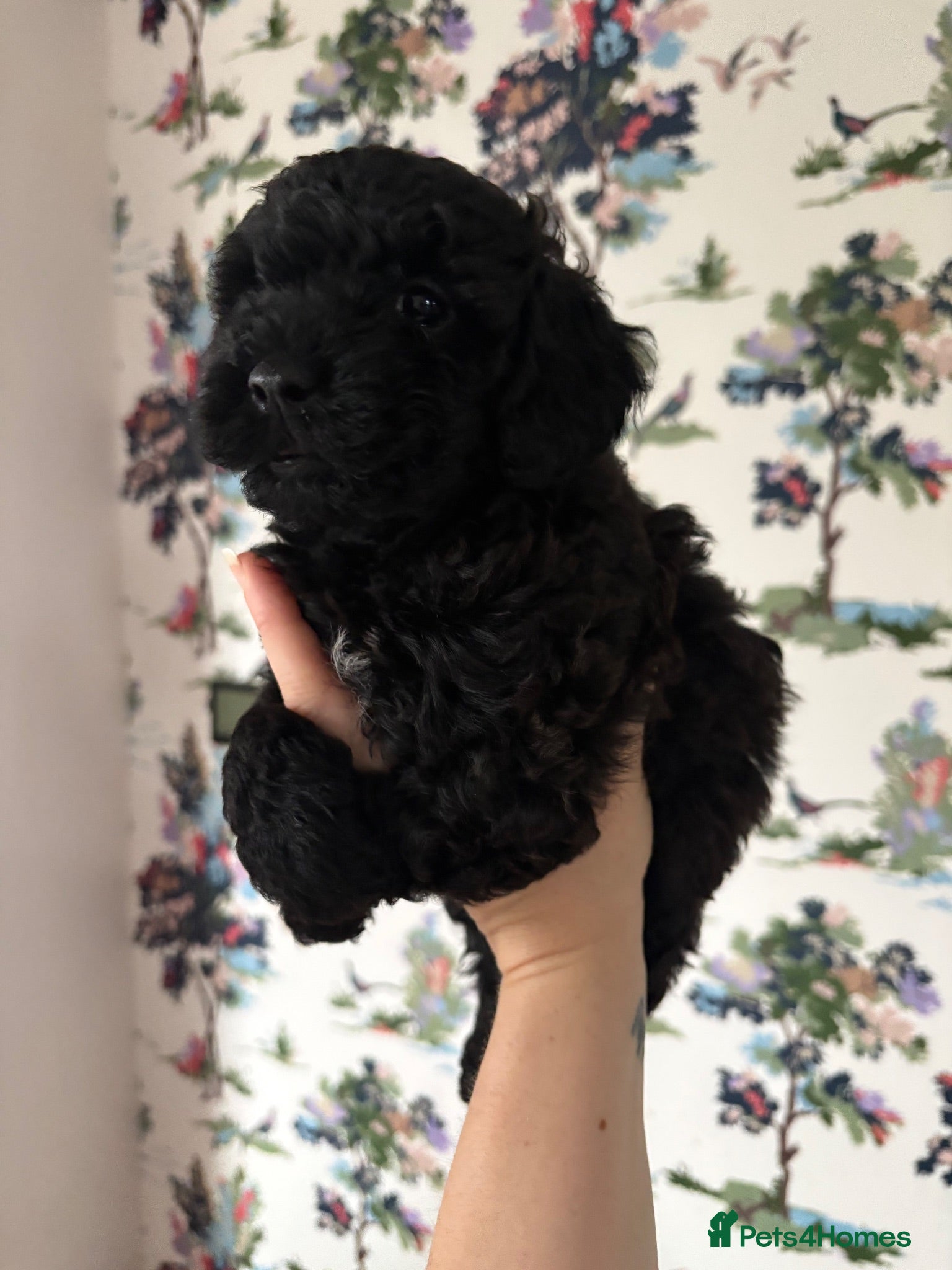 Cavapoo dogs Cavapoo 1 Boy 1 Girl❤️ Reduced  - Advert 12