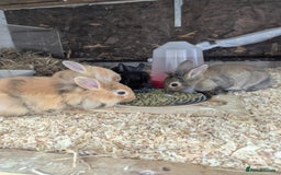 Lionhead rabbits for sale: Lion head 8 week bunnies - Image 3