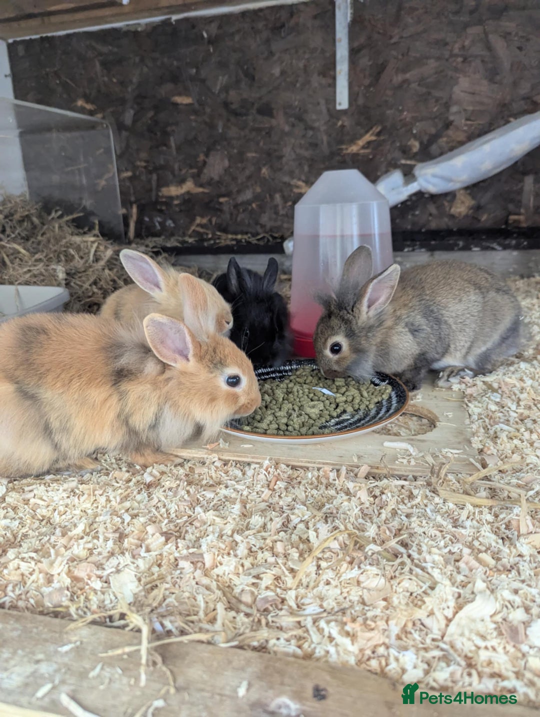 Lionhead rabbits for sale: Lion head 8 week bunnies - Image 3
